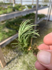 Tillandsia tenuifolia Bronze Tip
