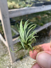 Load image into Gallery viewer, Tillandsia tenuifolia Bronze Tip
