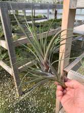 Load image into Gallery viewer, Tillandsia Rodrigueziana Red x