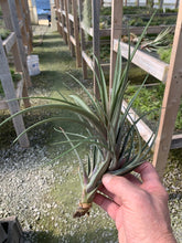 Load image into Gallery viewer, Tillandsia Rodrigueziana Red x