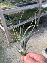 Load image into Gallery viewer, Tillandsia Pruinosa Giant