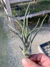 Load image into Gallery viewer, Tillandsia Pruinosa Giant