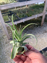 Load image into Gallery viewer, Tillandsia Streptophylla Guat. 3-5&quot;