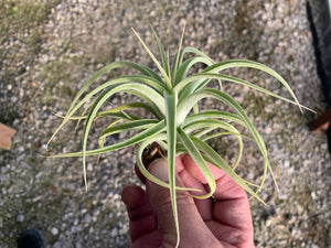 Tillandsia Cacticola x Purpurea