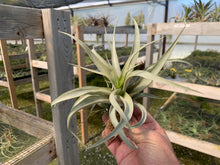 Load image into Gallery viewer, Tillandsia Capitata Mauve-Medium Plants