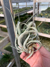 Load image into Gallery viewer, Tillandsia Capitata Mauve-Medium Plants