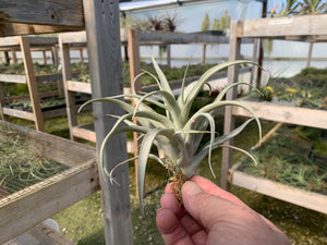 Tillandsia Capitata Mauve-Medium Plants