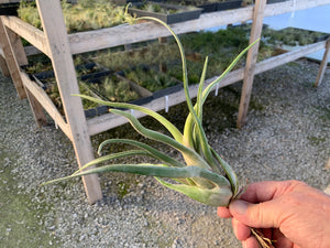 Tillandsia Caput-Medusae- Large Plants
