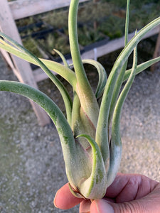 Tillandsia Caput-Medusae- Large Plants
