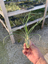 Load image into Gallery viewer, Tillandsia Caput-Medusae- Large Plants