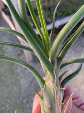 Load image into Gallery viewer, Tillandsia Caput-Medusae- Large Plants