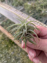 Load image into Gallery viewer, Tillandsia Latifolia-Small 1 to 2 Inch Plants