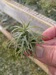 Tillandsia Latifolia-Small 1 to 2 Inch Plants