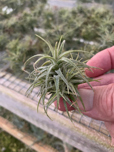 Tillandsia Latifolia-Small 1 to 2 Inch Plants