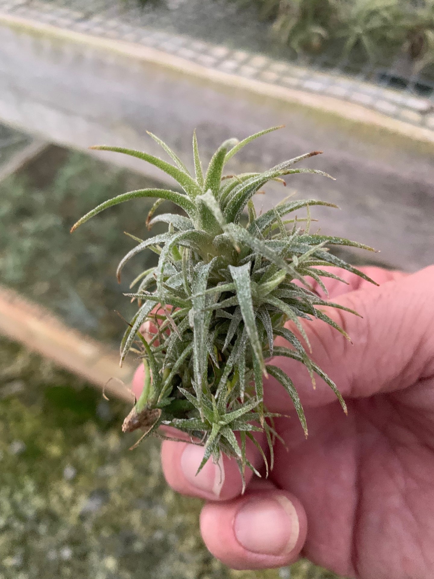 Tillandsia Latifolia-Small 1 to 2 Inch Plants