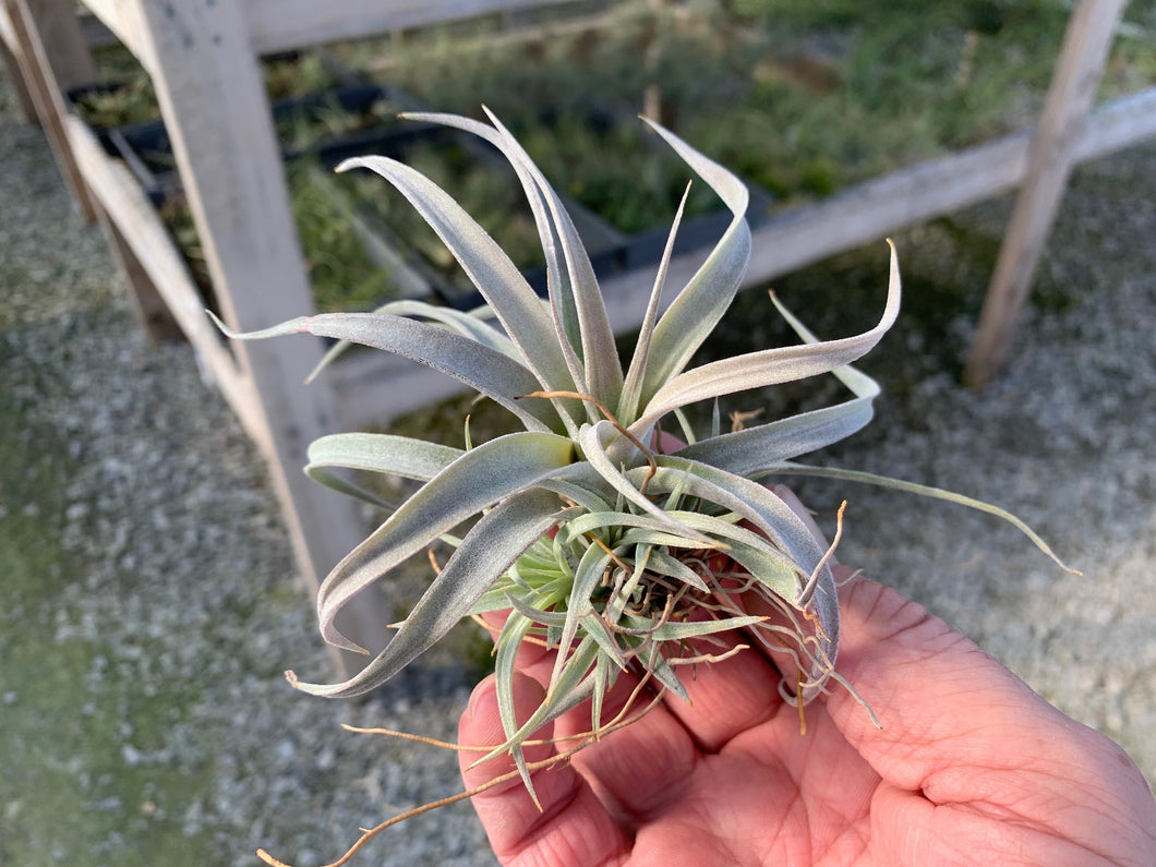 Tillandsia Chiapensis -Medium Plants