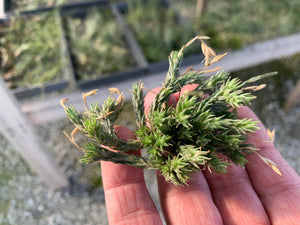 Tillandsia Pedicellata-Medium Clumps