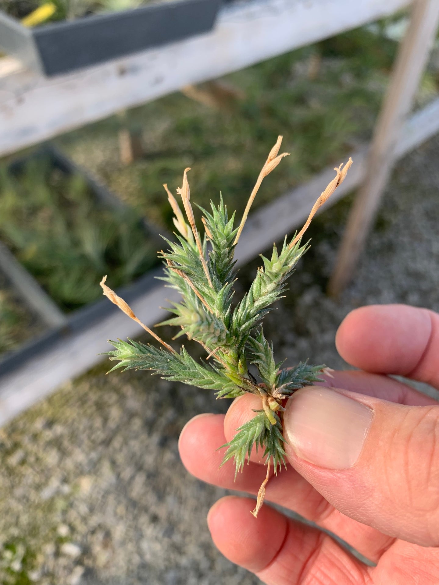 Tillandsia Pedicellata