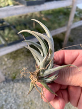 Load image into Gallery viewer, Tillandsia xiphioides