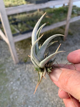 Load image into Gallery viewer, Tillandsia xiphioides