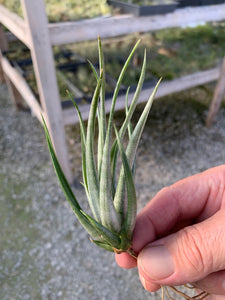 Tillandsia weberi