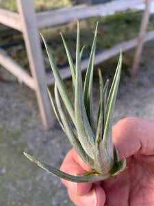 Tillandsia weberi