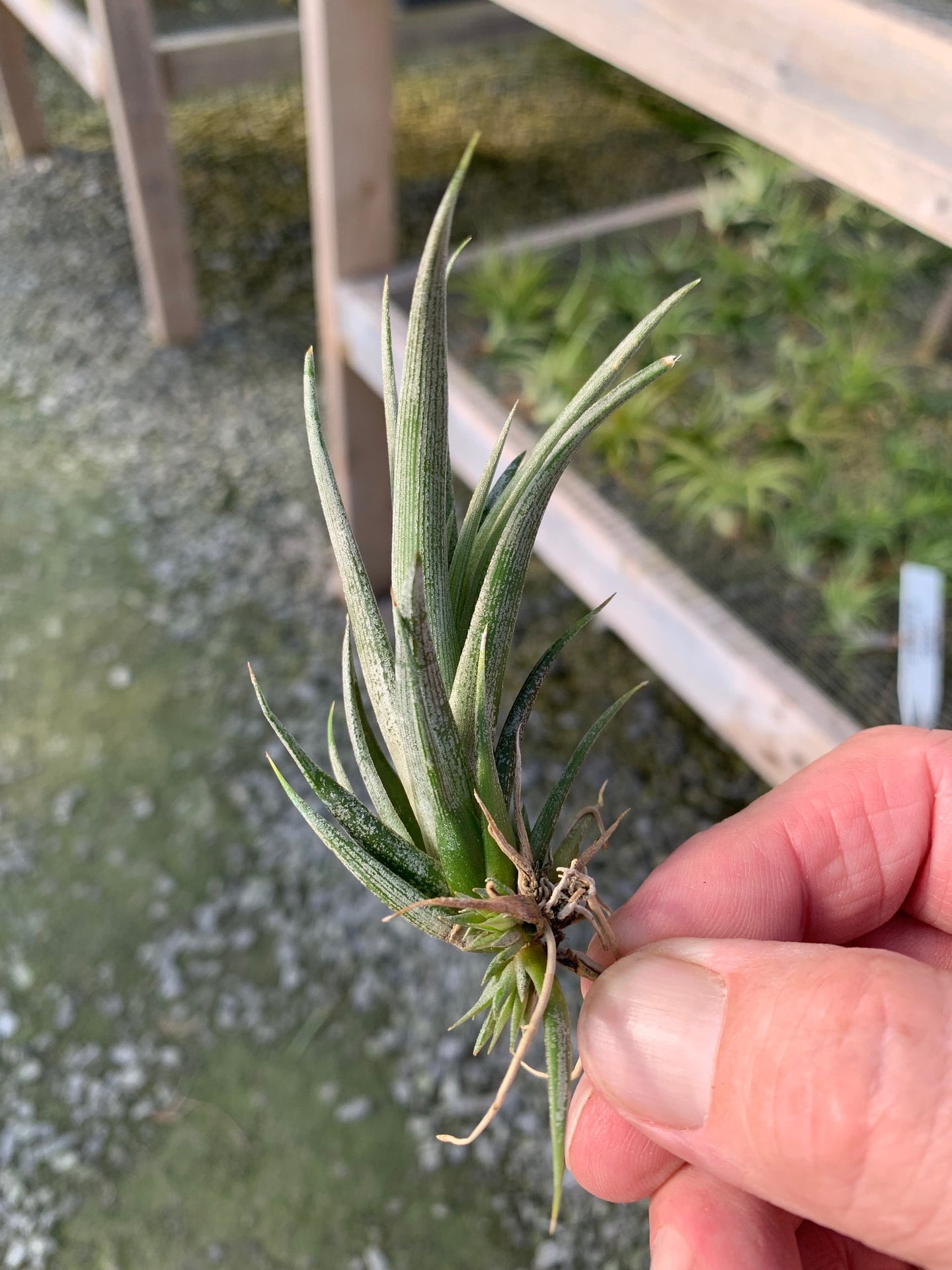 Tillandsia tehuacana 1-3