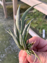 Load image into Gallery viewer, Tillandsia tehuacana 1-3&quot;