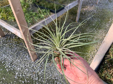 Load image into Gallery viewer, Tillandsia vincentina