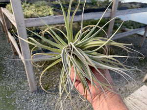 Tillandsia Recurvifolia x Gardneri- Ex-Lg Plants