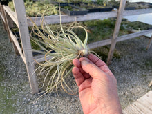 Load image into Gallery viewer, Tillandsia Recurvifolia x Gardneri- Ex-Lg Plants