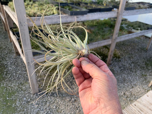 Tillandsia Recurvifolia x Gardneri- Ex-Lg Plants