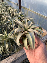 Load image into Gallery viewer, Tillandsia Xerographica - Small