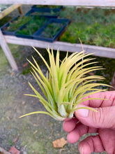 Load image into Gallery viewer, Tillandsia Ionantha Sumo White-Giant Druid Form