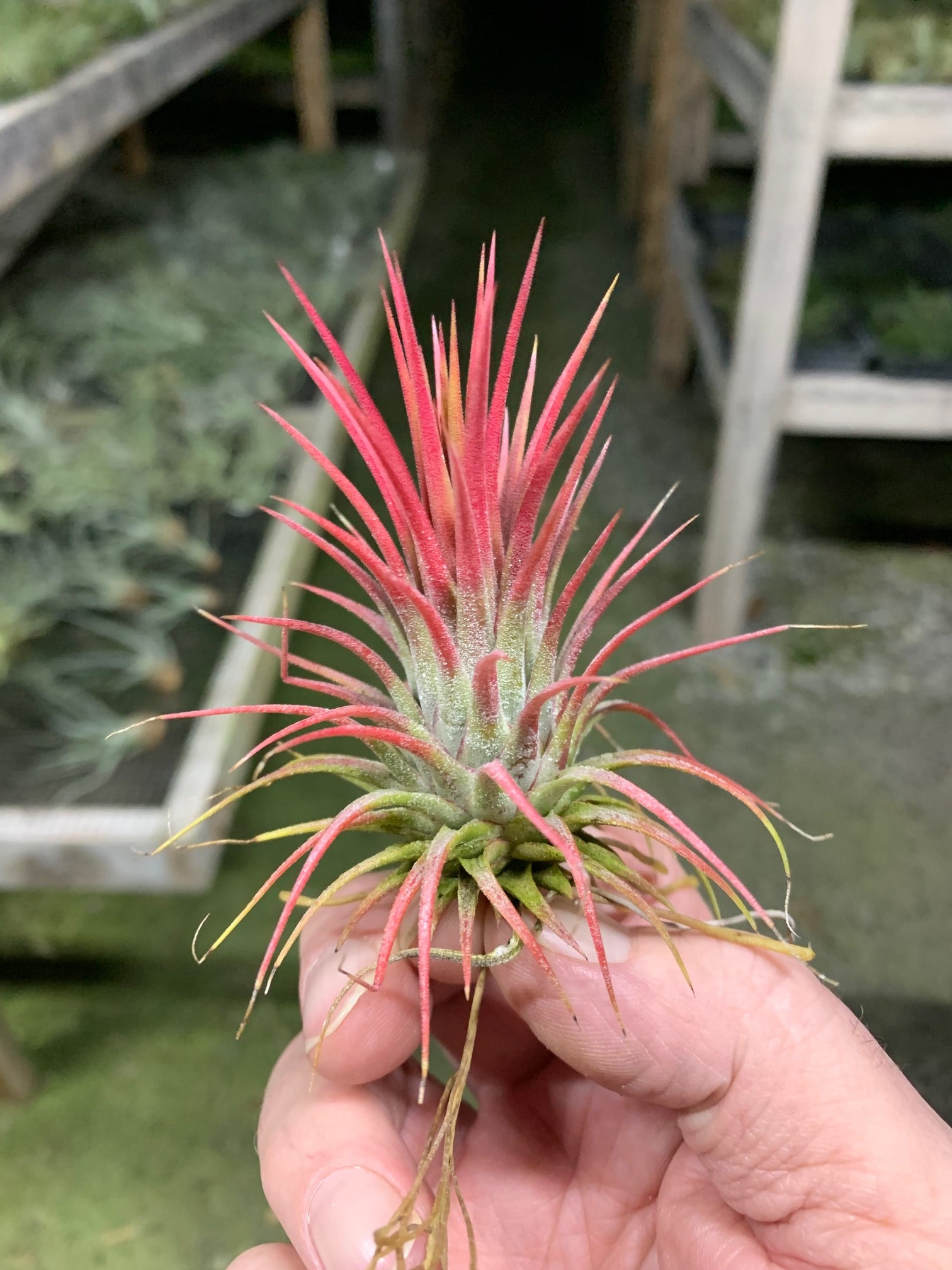 Tillandsia Ionantha Totem Pole