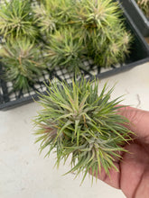 Load image into Gallery viewer, Tillandsia ionantha &quot;Star&quot;-Clumps