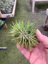 Load image into Gallery viewer, Tillandsia ionantha &quot;Star&quot;-Clumps