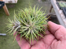 Load image into Gallery viewer, Tillandsia ionantha &quot;Star&quot;-Clumps