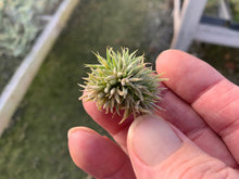 Load image into Gallery viewer, Tillandsia ionantha &quot;Mexican&quot;-Mini Clumps