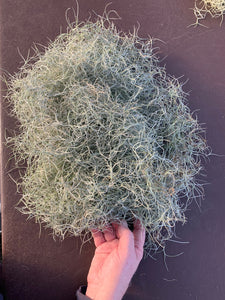 Tillandsia usneoides-"Spanish Moss"- Bulk Portion- 1/2 lb. Free Shipping