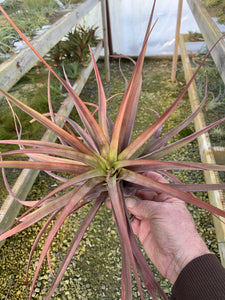 Tillandsia Novakii-Large Colorful Plants
