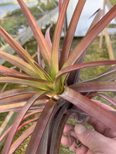 Load image into Gallery viewer, Tillandsia Novakii-Large Colorful Plants