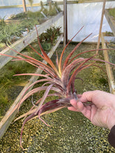 Load image into Gallery viewer, Tillandsia Novakii-Large Colorful Plants