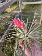 Load image into Gallery viewer, Tillandsia Recurvifolia x Gardneri- Ex-Lg Plants