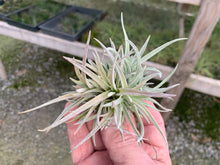 Load image into Gallery viewer, Tillandsia Harrisii Clump Small