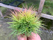 Load image into Gallery viewer, Tillandsia Ionantha Fat Boy Clumps