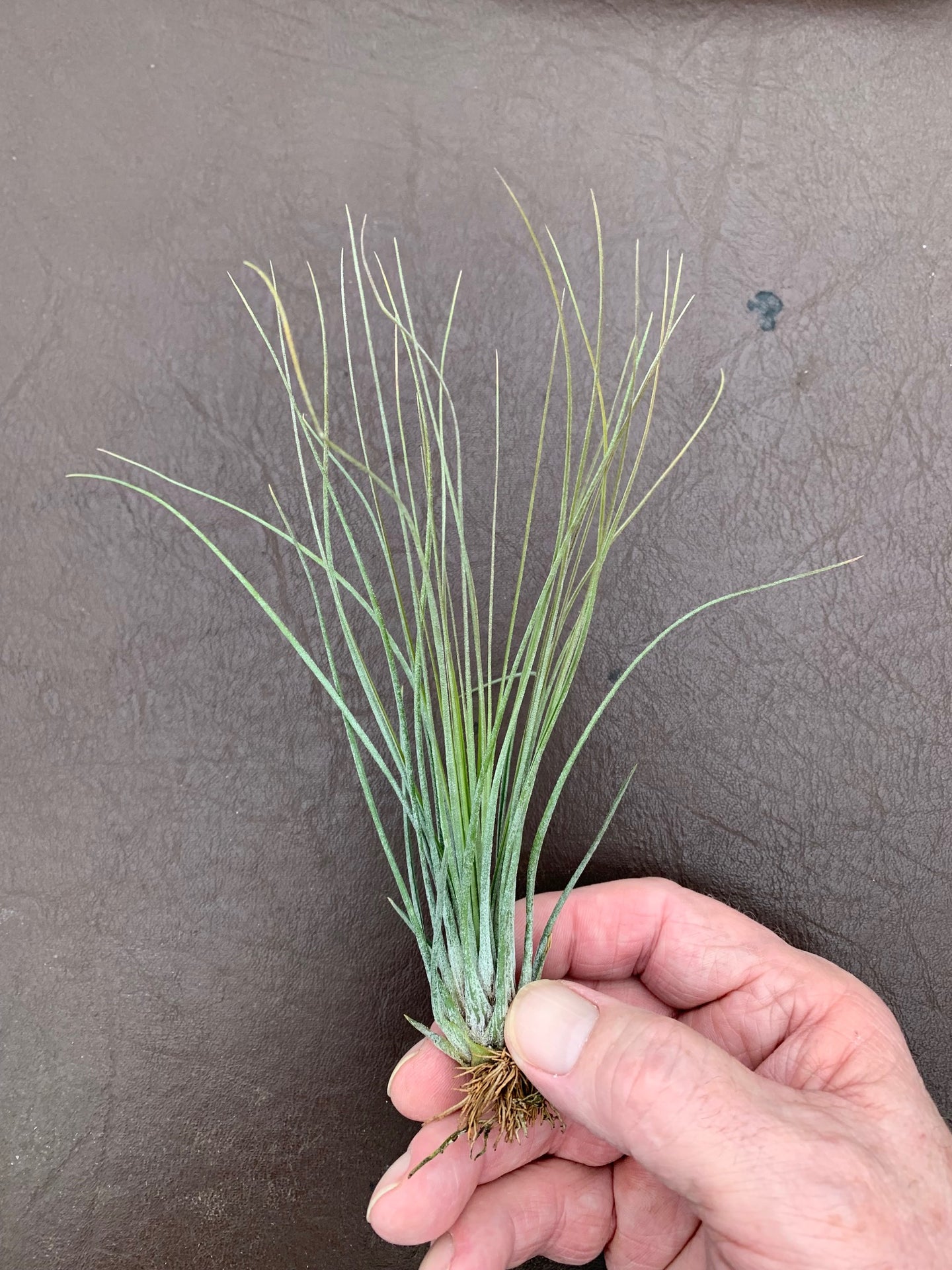 Tillandsia Juncea -Medium Plants