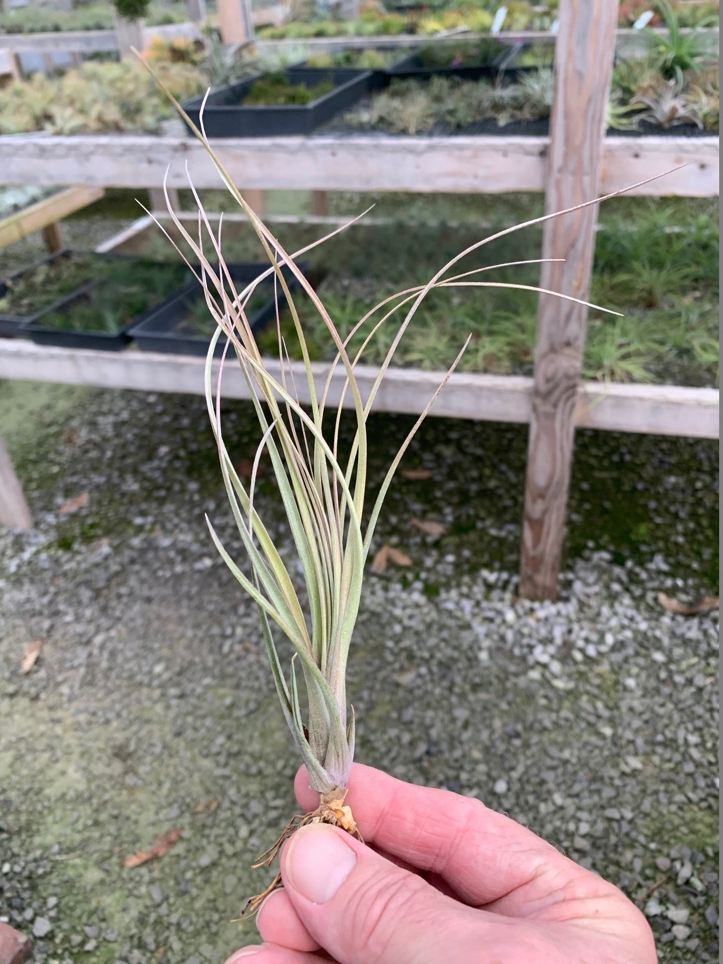 Tillandsia X Floridiana- Small Single Plants