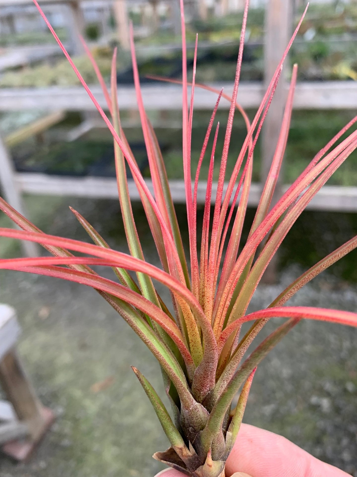 Tillandsia Tricolor v. Melanocrater