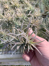 Load image into Gallery viewer, Tillandsia Harrisii Clump Small